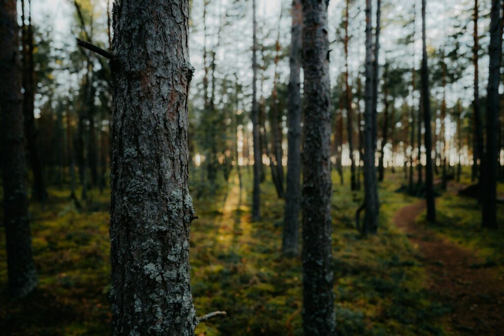 A pine tree trunk with textured bark in a forest with a dirt path